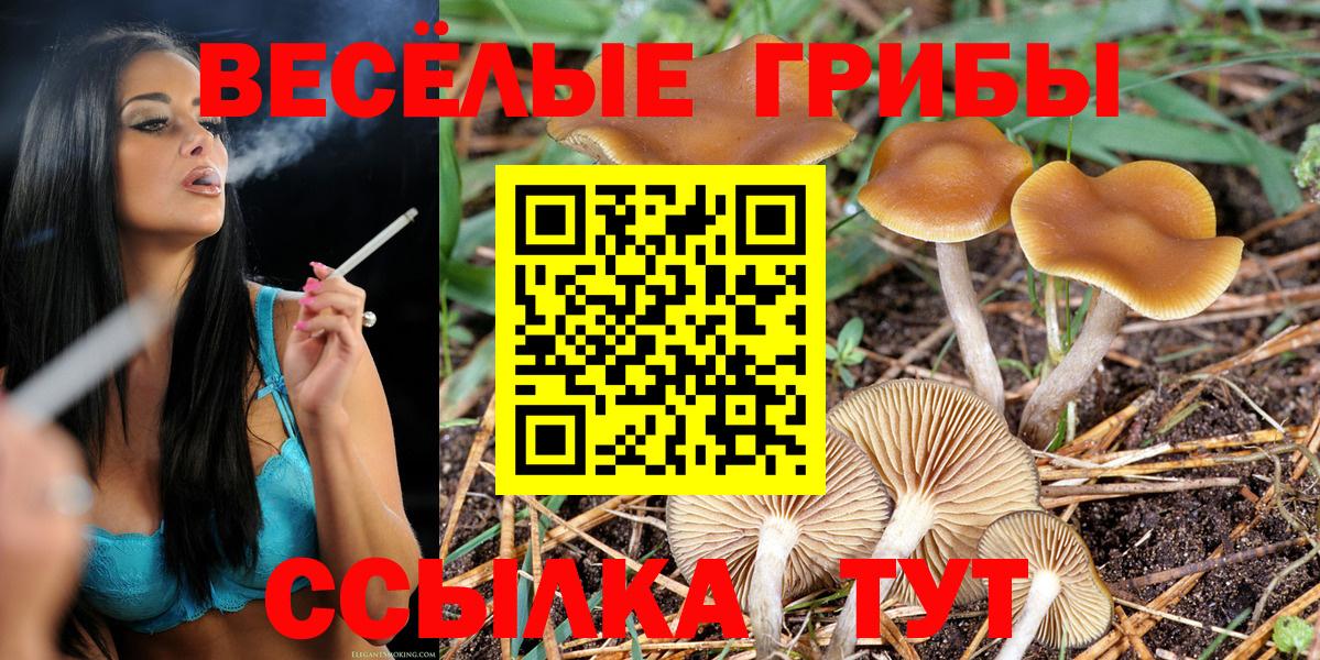 Галлюциногенные грибы Psilocybe Ленинск-Кузнецкий
